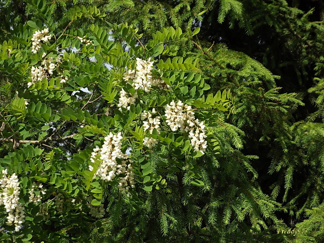 Белая акация - Freddy 97