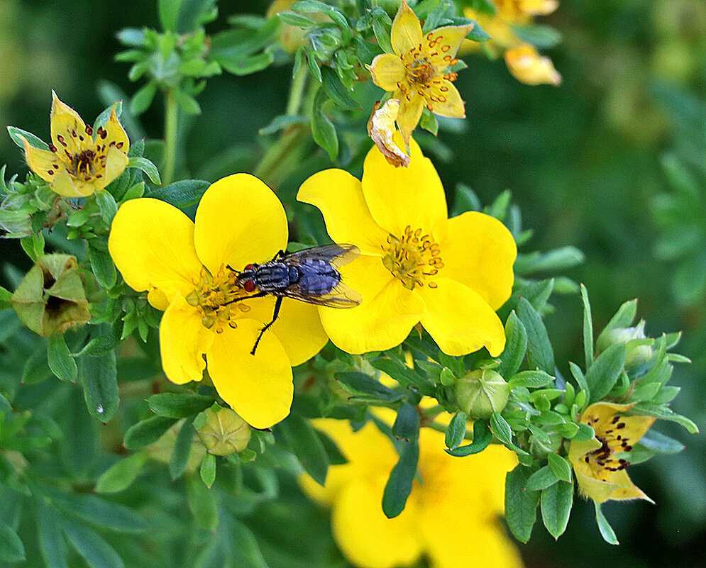 Серая муха на золотой лапчатке - Светлана 