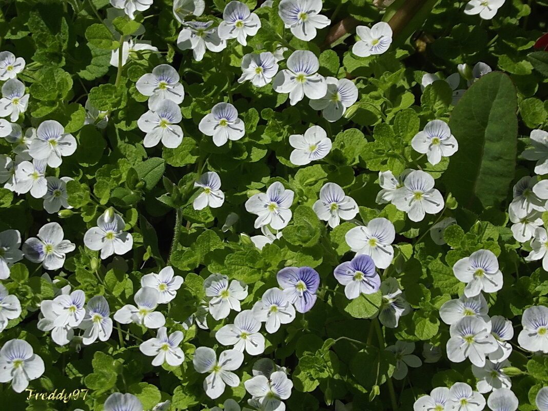 С небес на землю марево упало... - Freddy 97