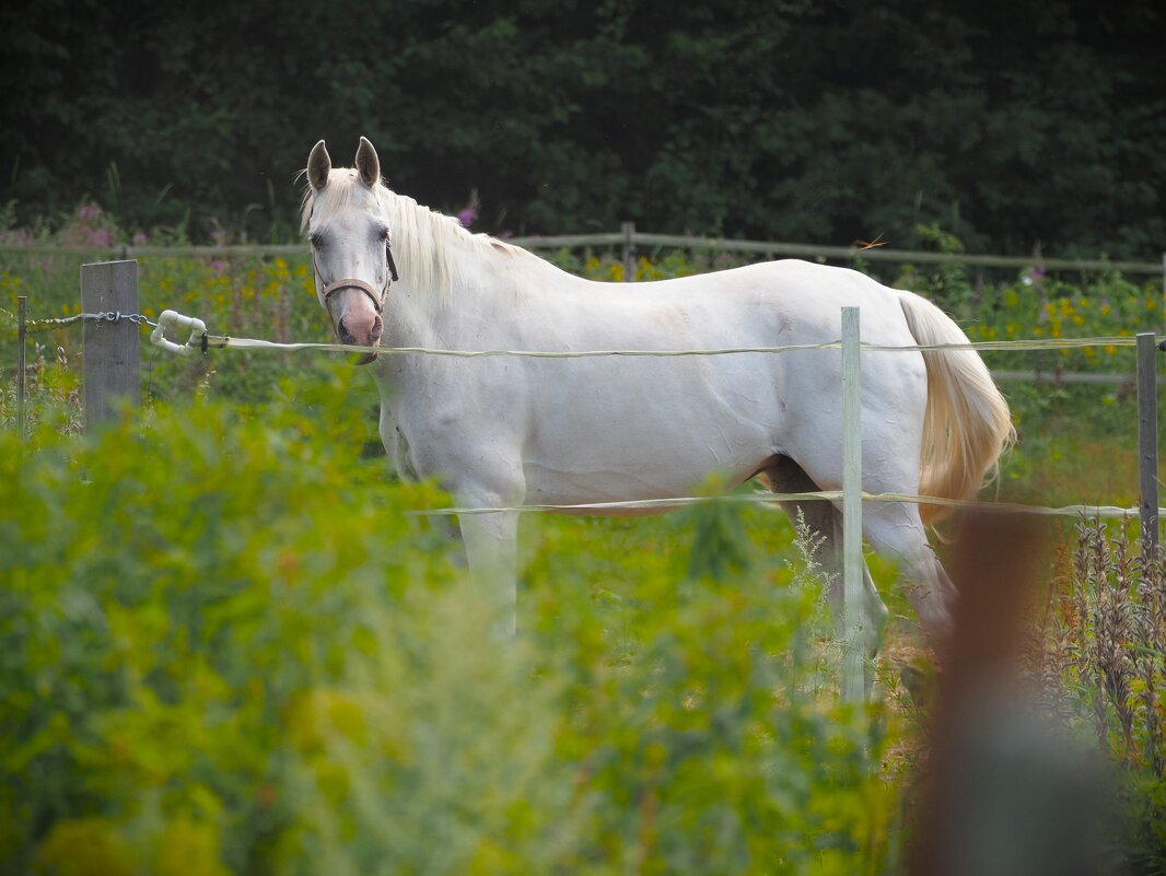 Свободы хочется... - Магомед . Свободы хочется... - Магомед .