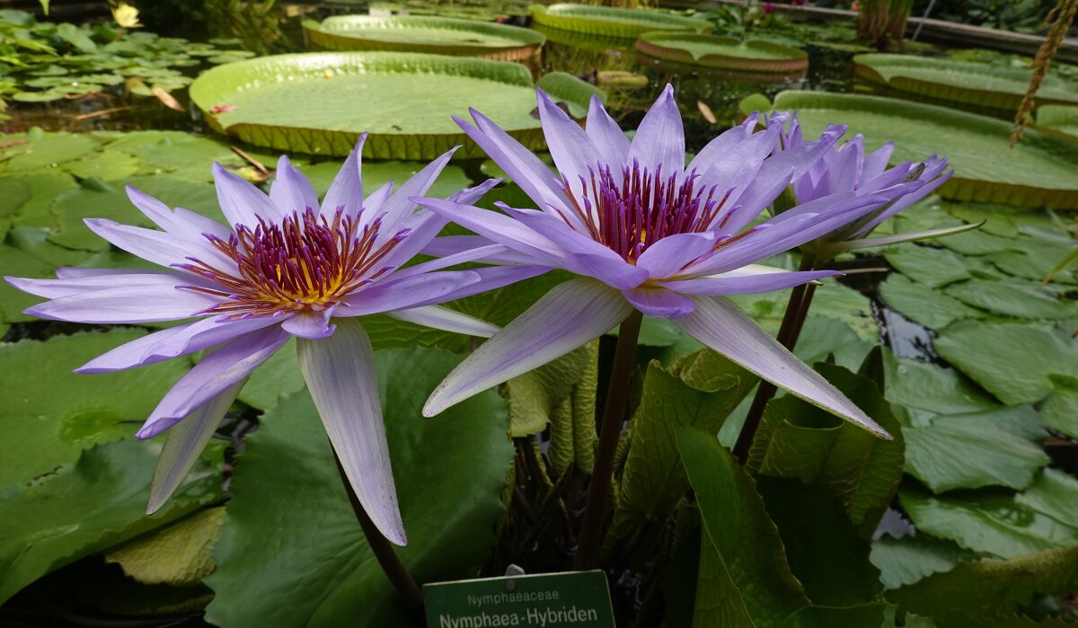 ... - Галина ... - Галина