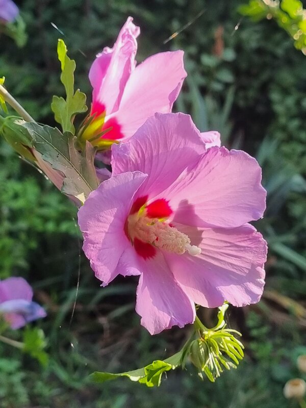 Солнечное утро - Наталья 