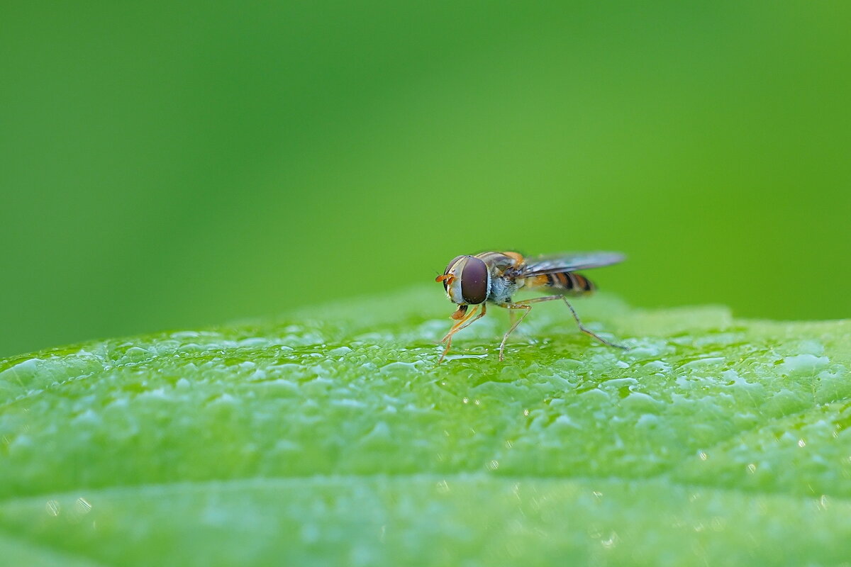 На зелёном "фоне". - Евгений Седов На зелёном "фоне". - Евгений Седов