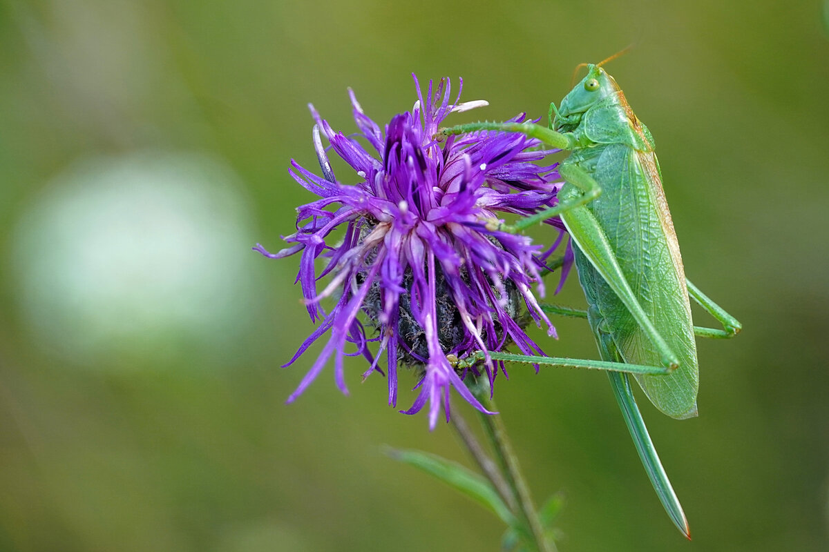 В засаде - Галина Кан