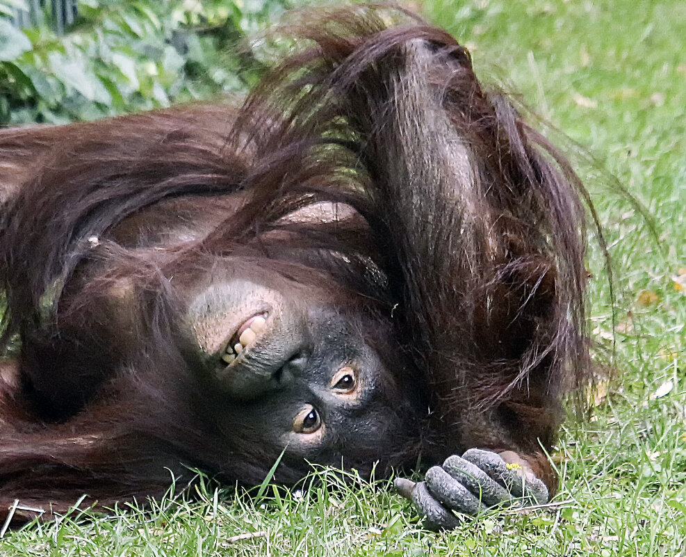 Тормашка - Андроник Александр Тормашка - Андроник Александр