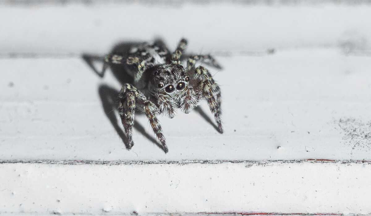 Jumping Spider | 5 - Sergey Sonvar