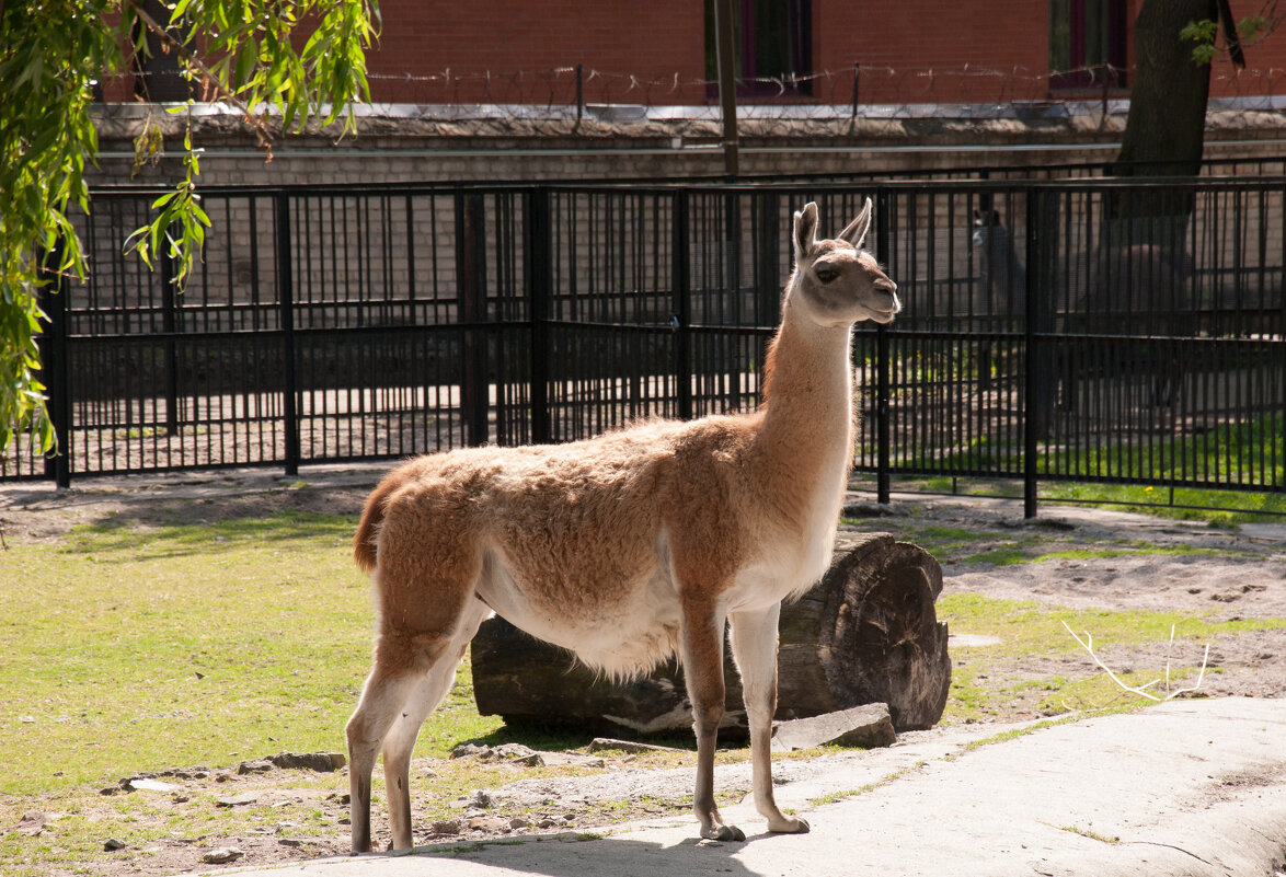 Калининград. Зоопарк - Андрей 