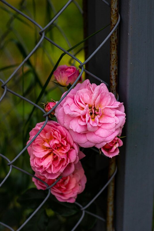 Розы - Тамара Вебер