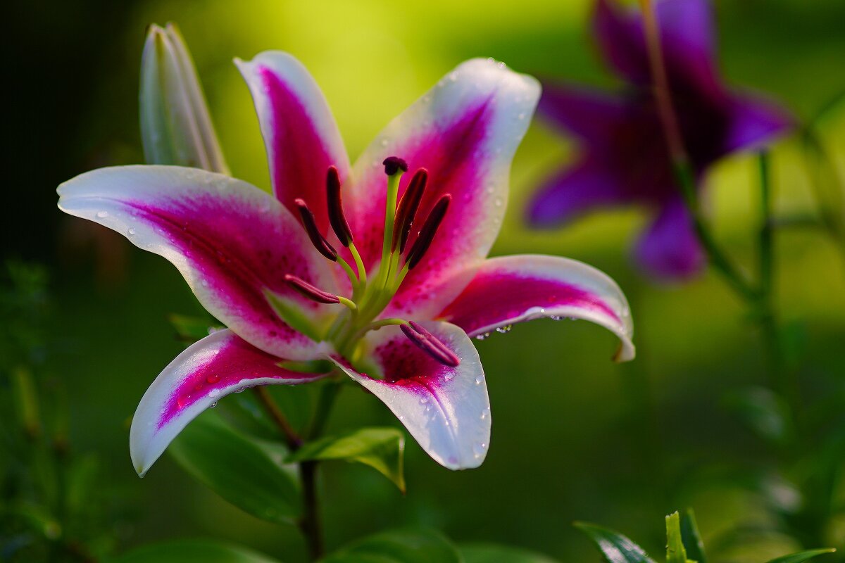 Пора лилий - Наталья Лакомова