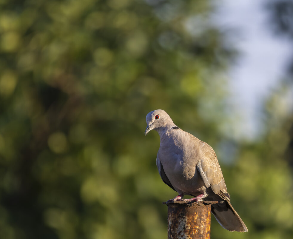 Горлица... - Александр Посошенко Горлица... - Александр Посошенко