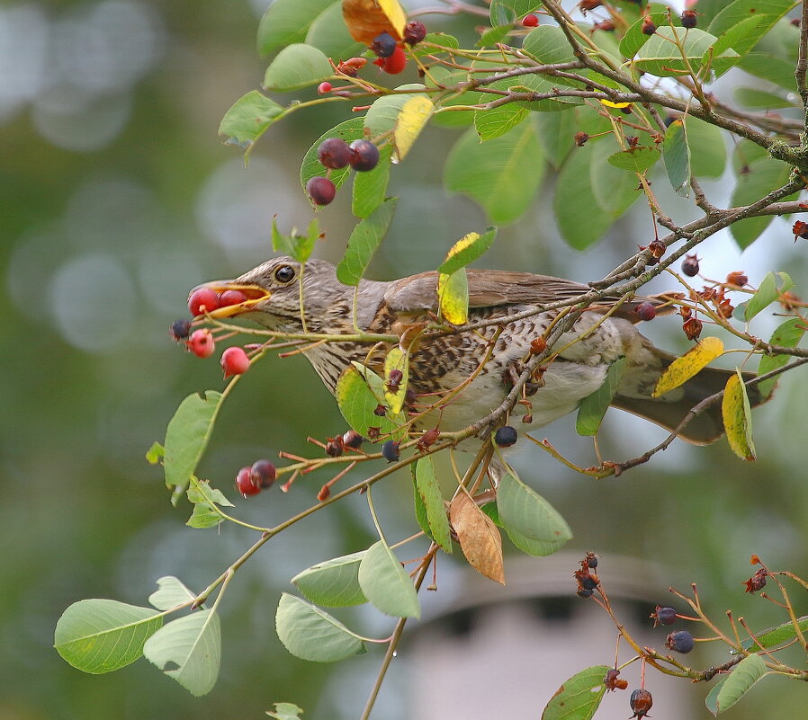 ненасытный  такой ... - Andrey Bragin 