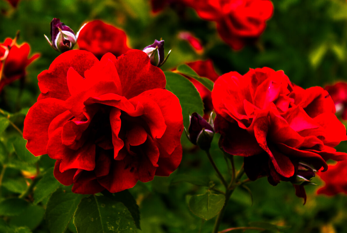 *** - ирина )))