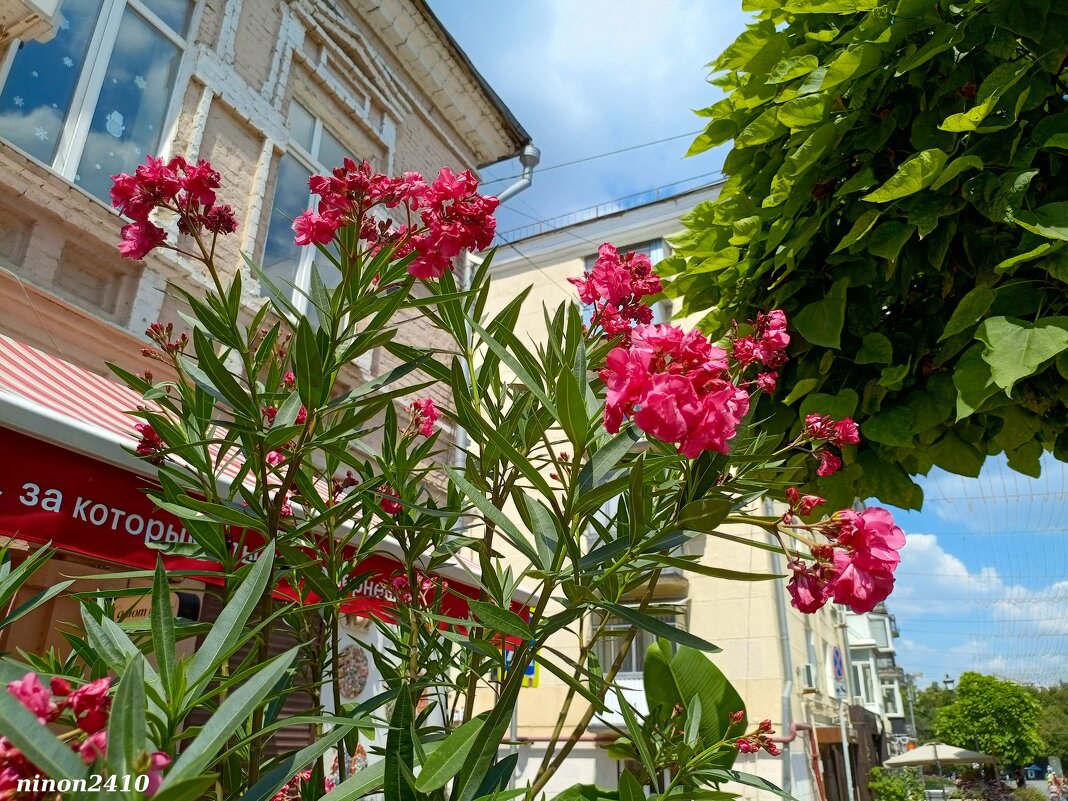 Ростовское лето - Нина Бутко