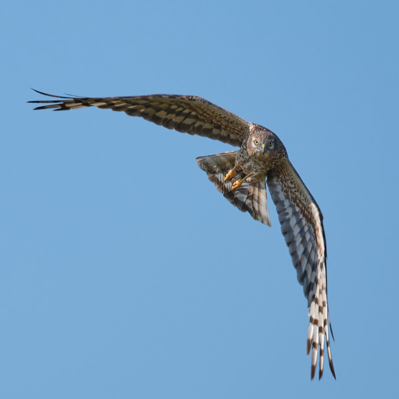 Лунь - Александр 