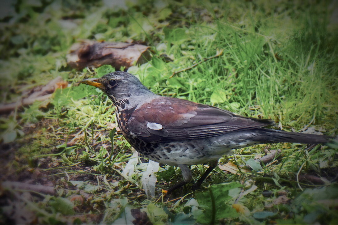 В парке... - Владимир Шошин В парке... - Владимир Шошин