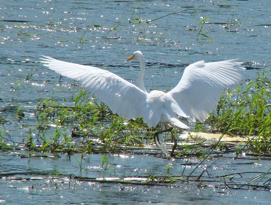большая белая цапля - gawrilа - dan