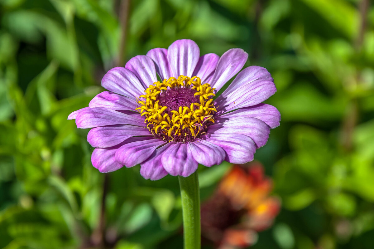 Цветочное лето - Aquarius - Сергей