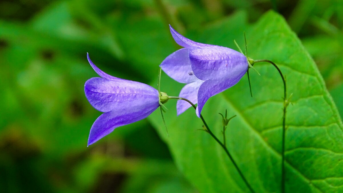 Колокольчики лесные. - Милешкин Владимир Алексеевич Колокольчики лесные. - Милешкин Владимир Алексеевич