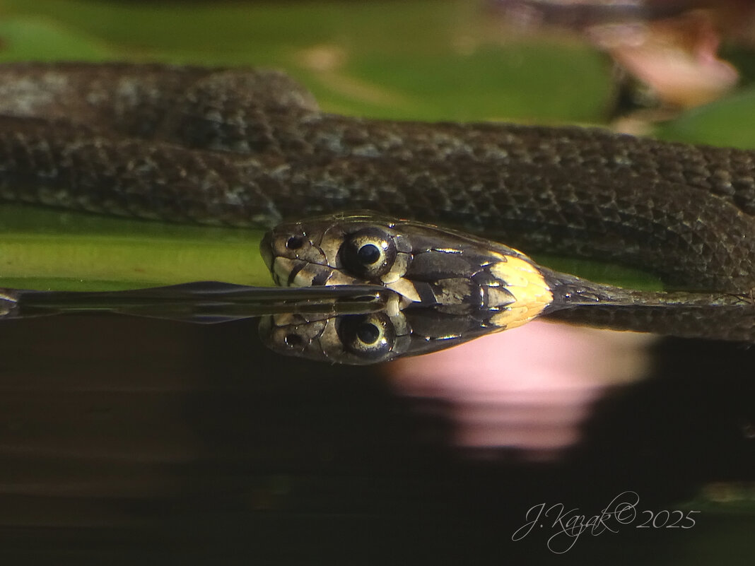 *** - Елена Kазак (selena1965)