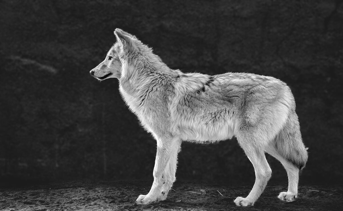 Белый волк - SanSan 