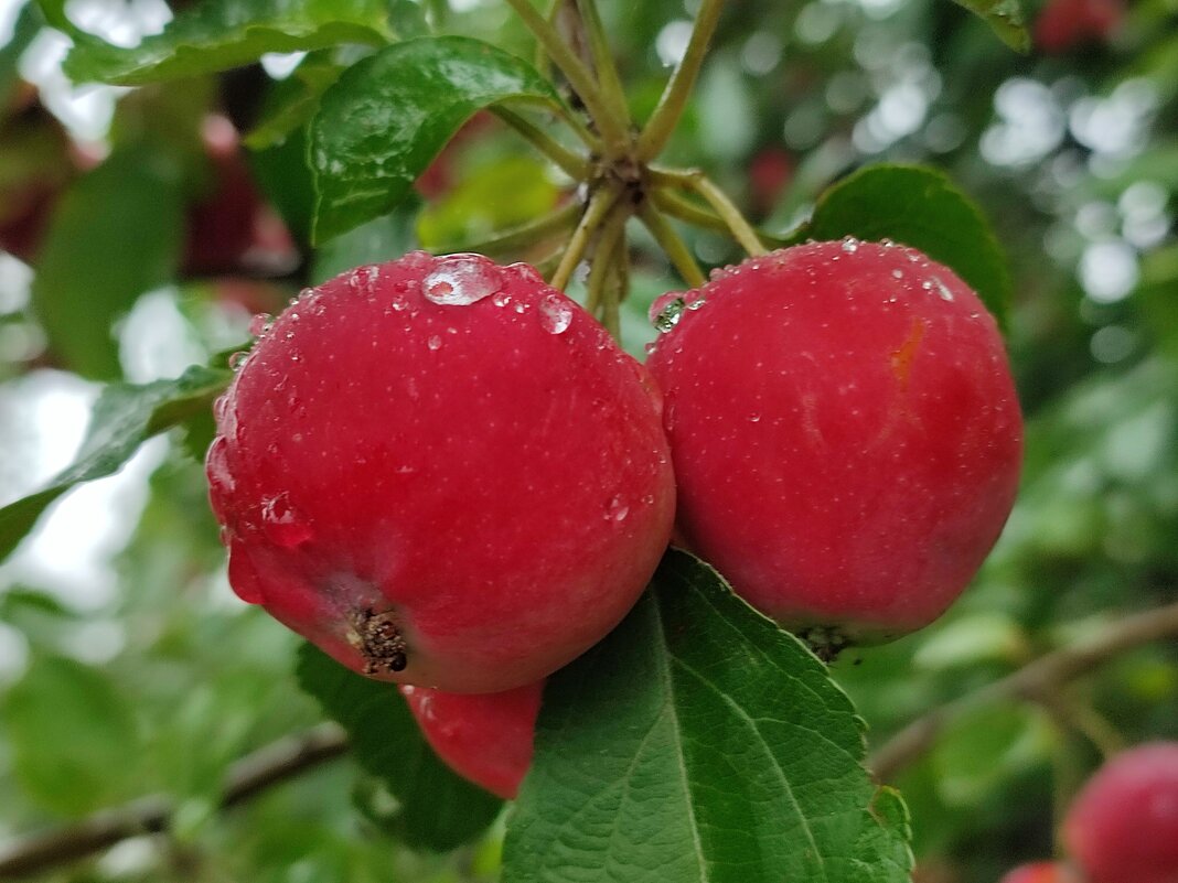 Под дождём - Валентина Богатко Под дождём - Валентина Богатко