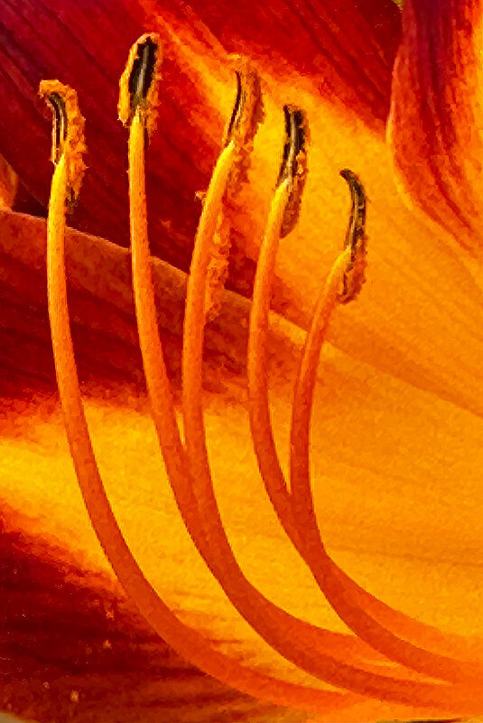 в красно-жёлтых тонах - Michel 