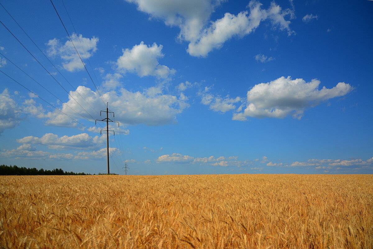 Хлебная нива. - Михаил Колосов Хлебная нива. - Михаил Колосов