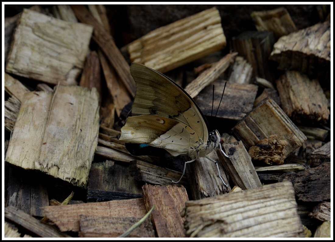 Замаскировалась - Aleksandr Gal