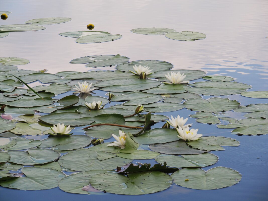 Усманка - Елена Шаламова
