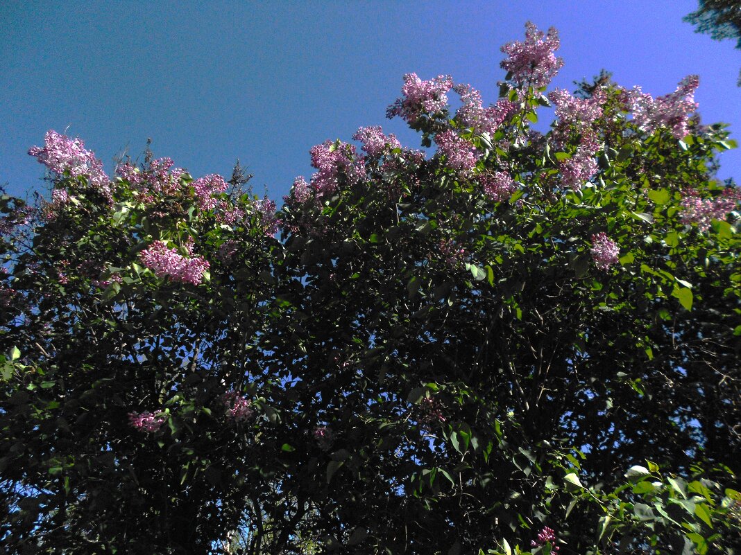 весёлый апрель - Елена Шаламова