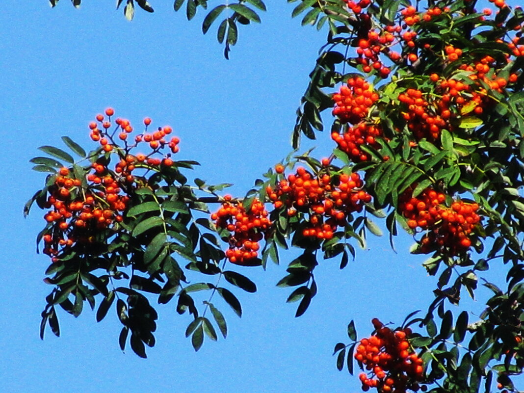 Рябина почти поспела - Людмила Смородинская