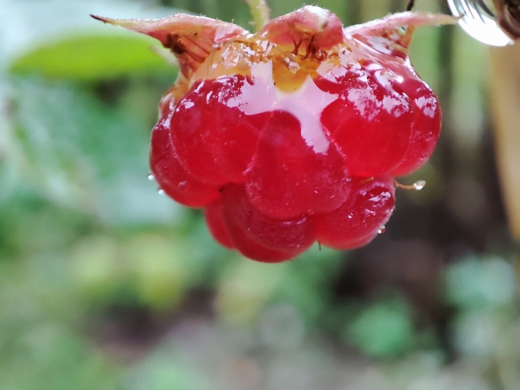 Ягодка малины под дождём - Валентина Богатко 