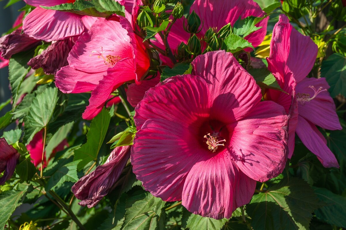 Гибискус - Игорь Сикорский