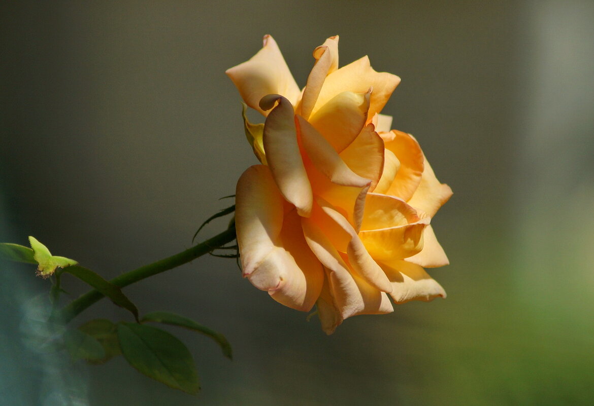 Розы Августа... - Николай Саржанов Розы Августа... - Николай Саржанов