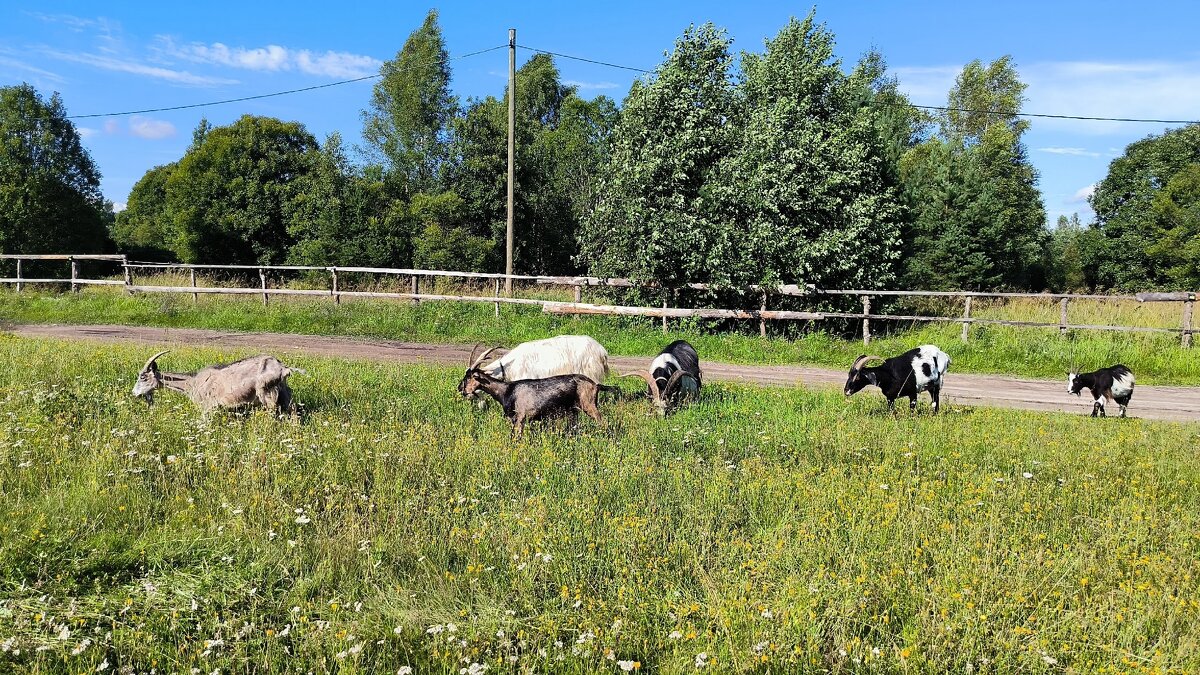 Рогатое население Яви Нави. - Ольга 