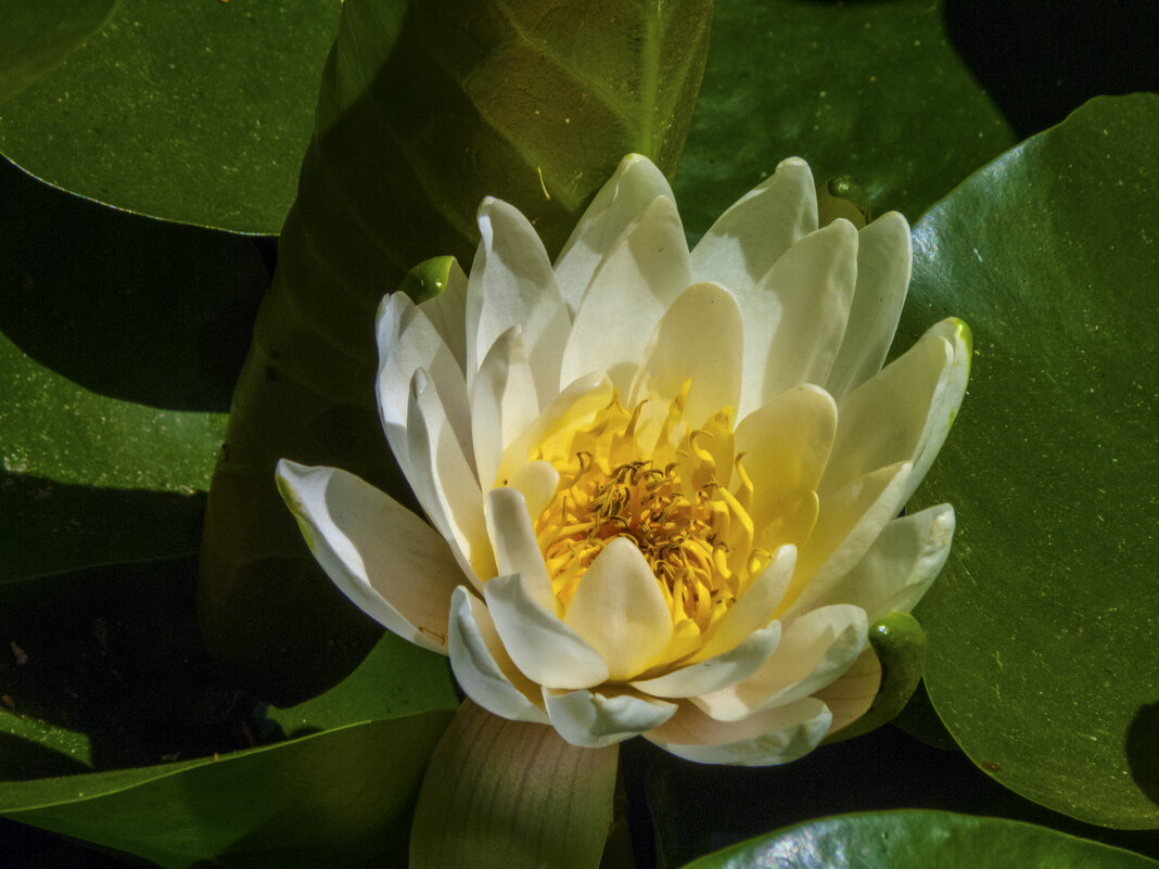 Белая лилия - Валентин Семчишин Белая лилия - Валентин Семчишин