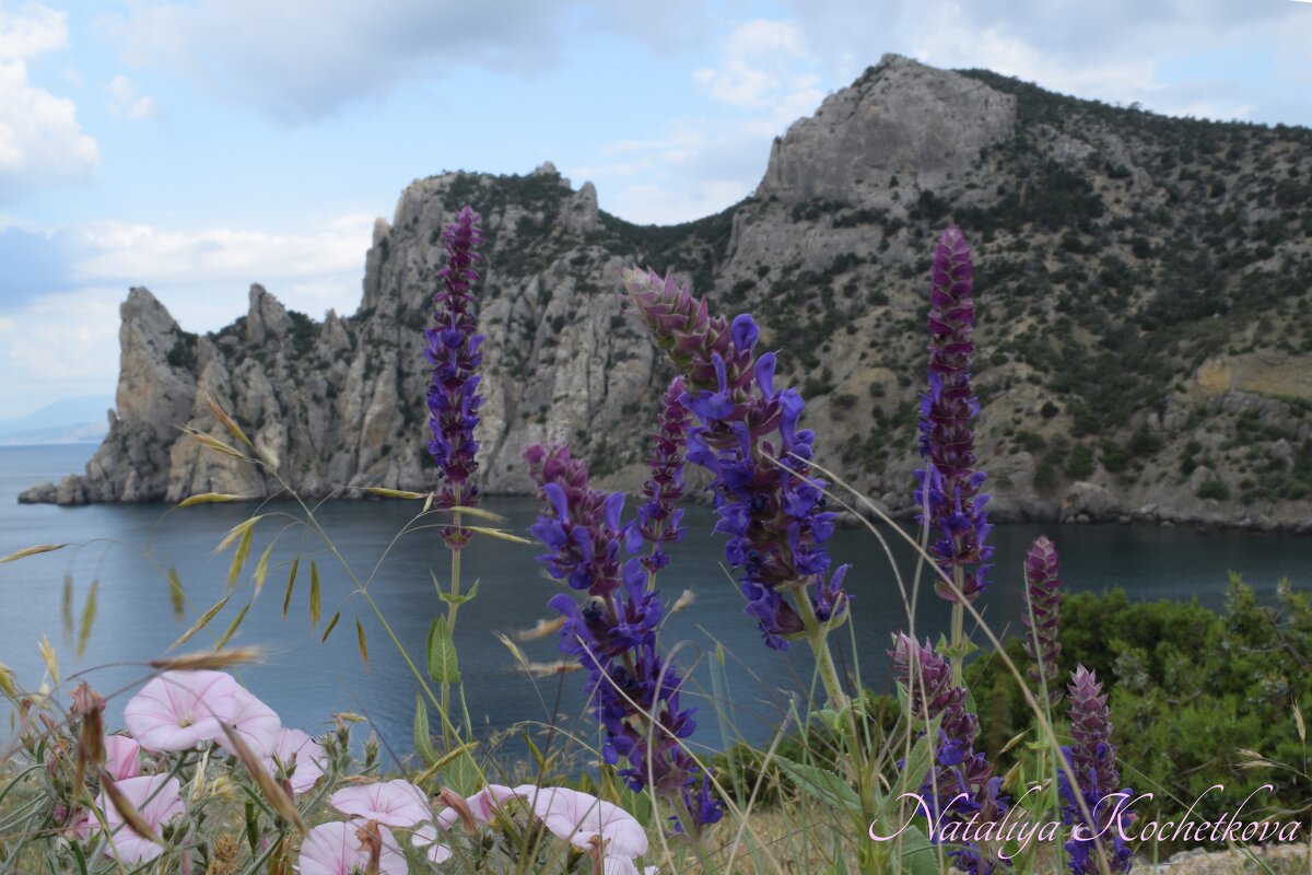 Природа Крыма - Amazing Cosmea