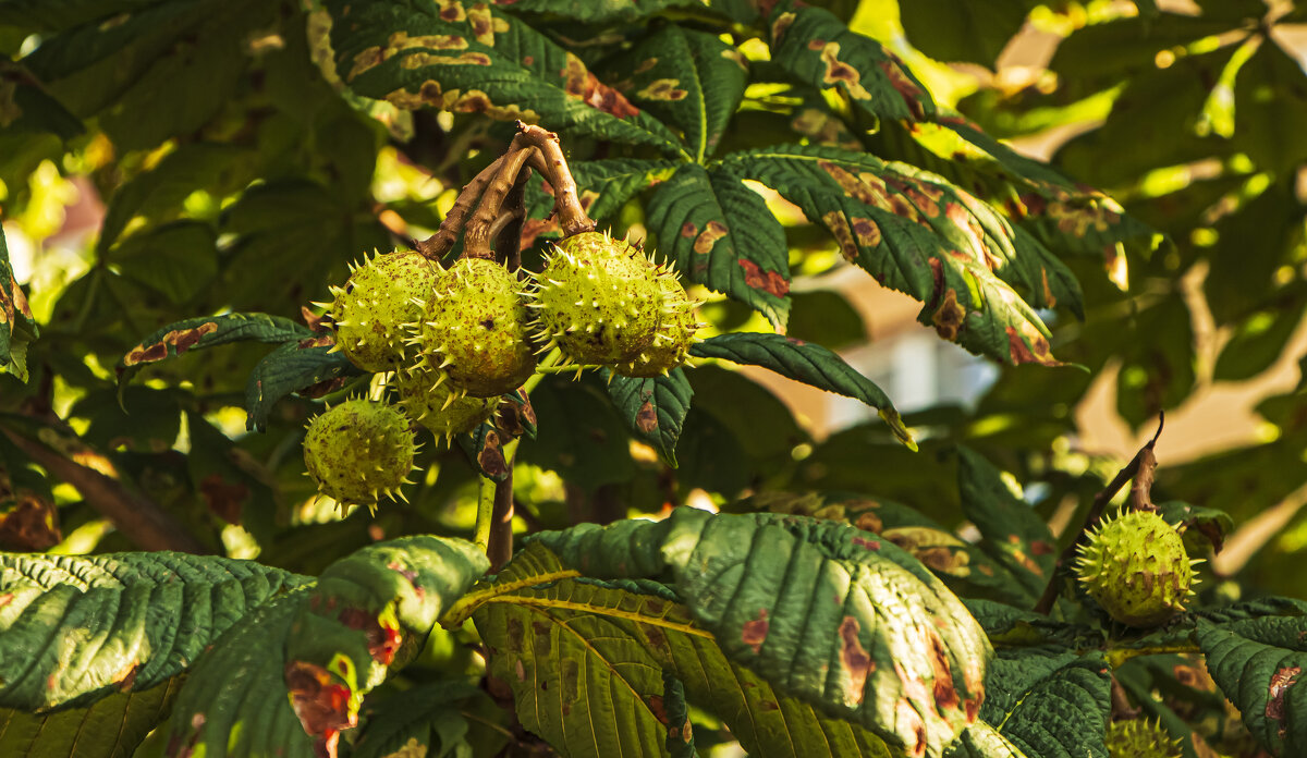 Каштан. - Петр Беляков