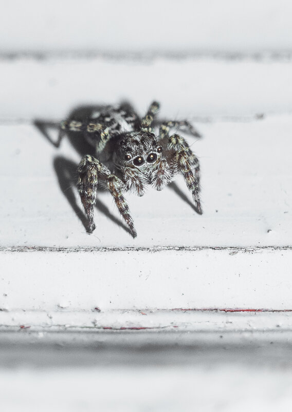 Jumping Spider | 7 - Sergey Sonvar