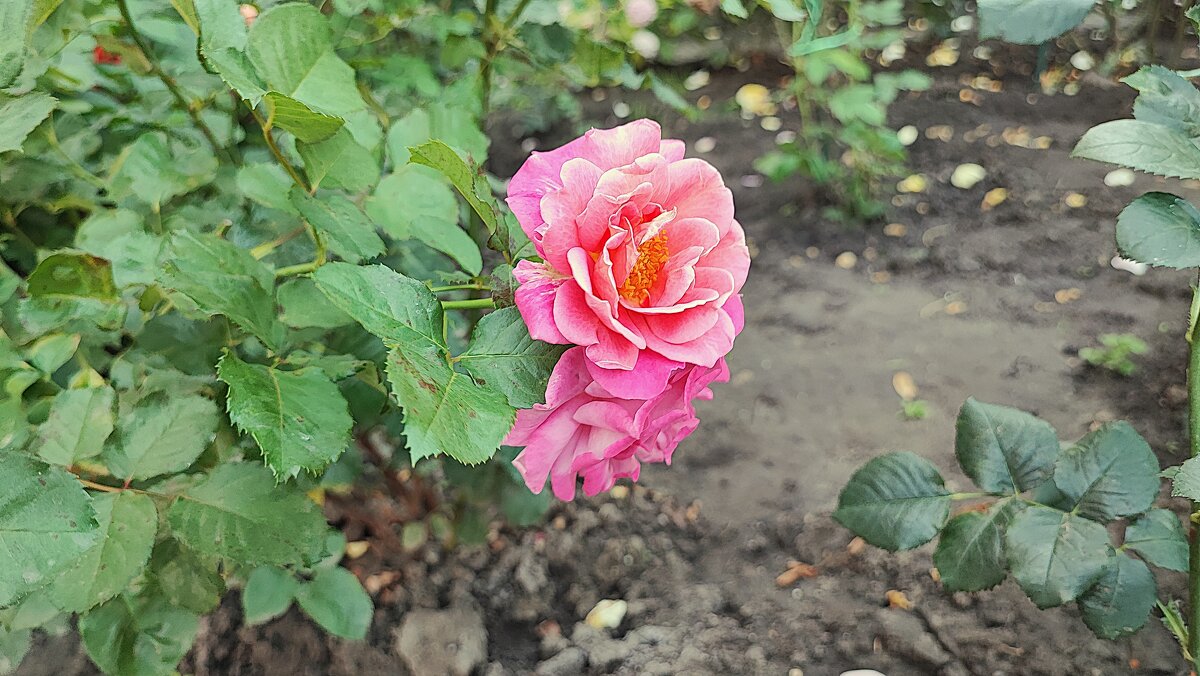 ,,, - Сергей Тимоновский ,,, - Сергей Тимоновский