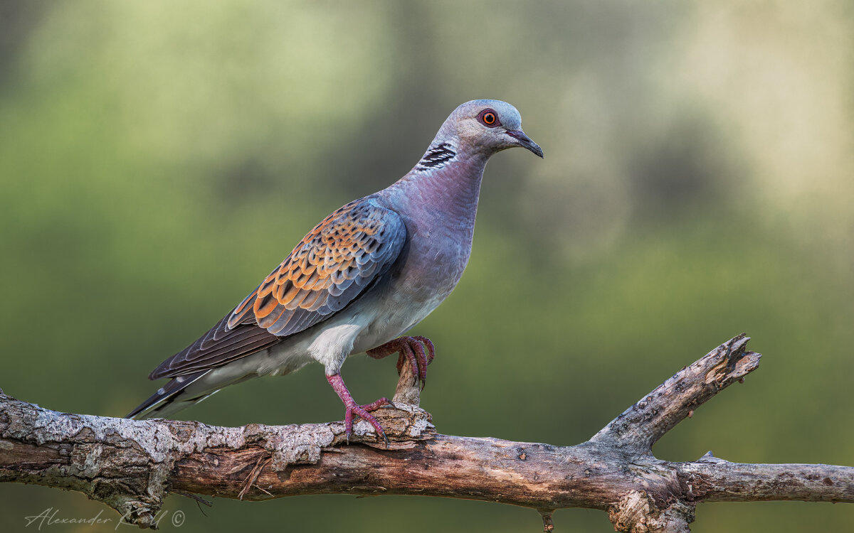 (Не)обыкновенная - Александр К. (Не)обыкновенная - Александр К.