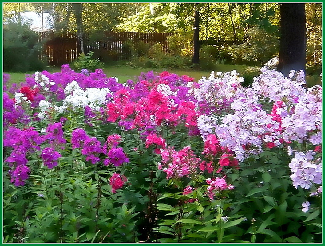 Флоксы в моём саду. - Ольга Довженко