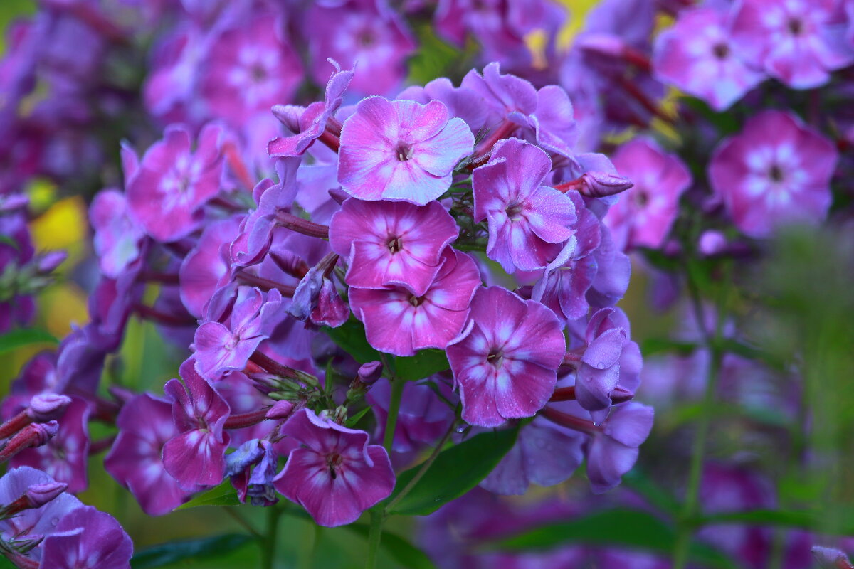 краски лета... - Andrey Bragin краски лета... - Andrey Bragin