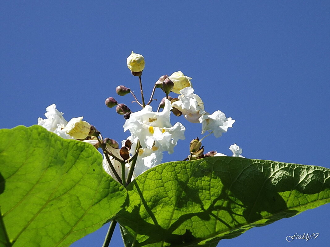 Катальпа - Freddy 97