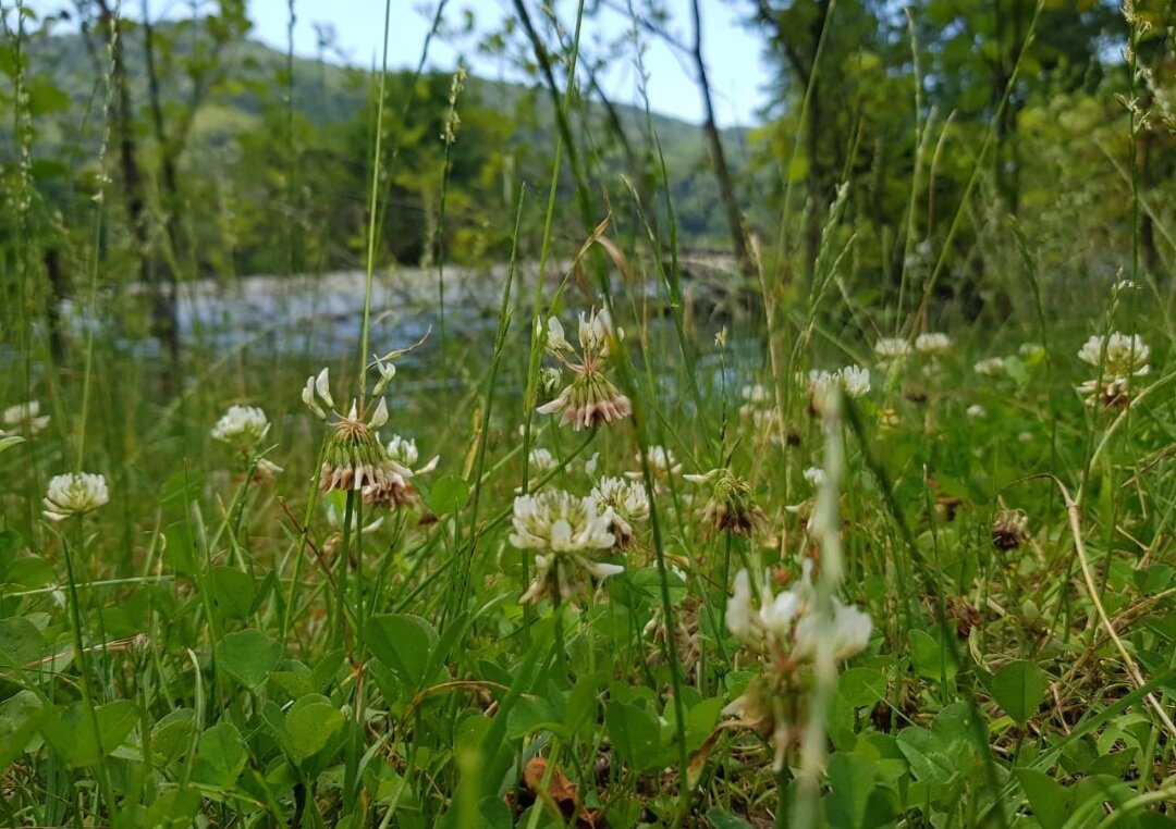 ПЛАСТУНКА-СОЧИ - Tata Wolf