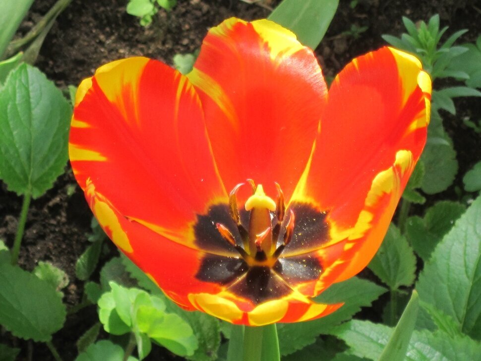 Тюльпан Банья Лука - Дмитрий Никитин