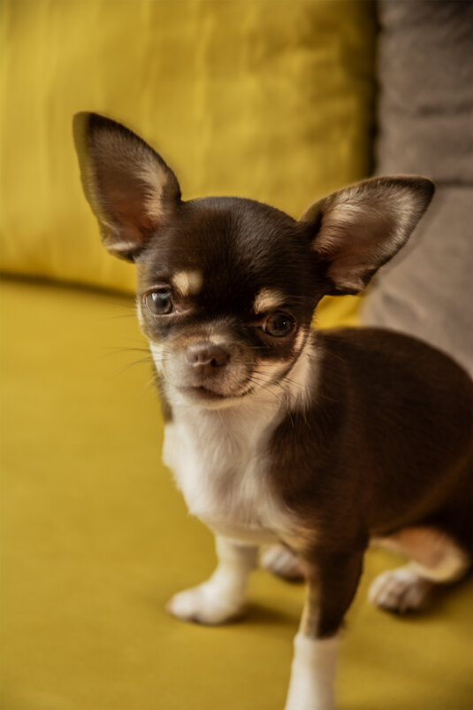 Братья меньшие - Юрий Яньков