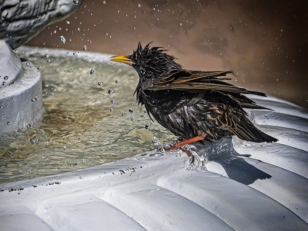 Купание. - Александр Купание. - Александр