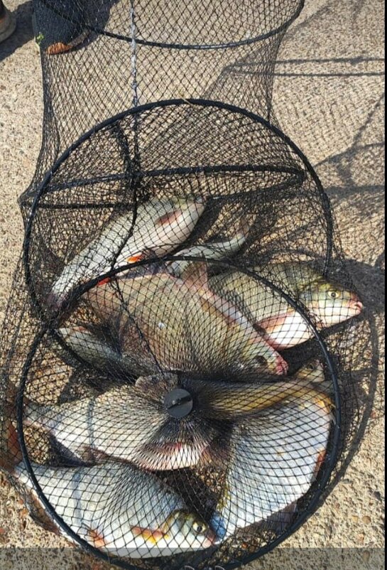 Лето. - Венера Чуйкова