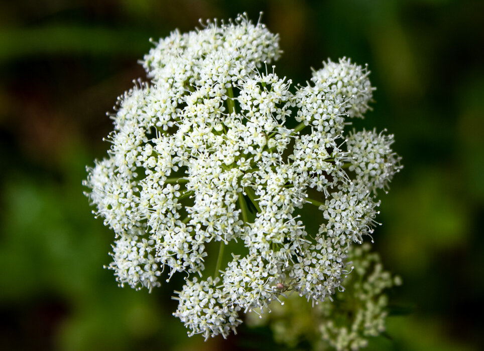 Сныть обыкновенная - Светлана SvetNika17 Сныть обыкновенная - Светлана SvetNika17